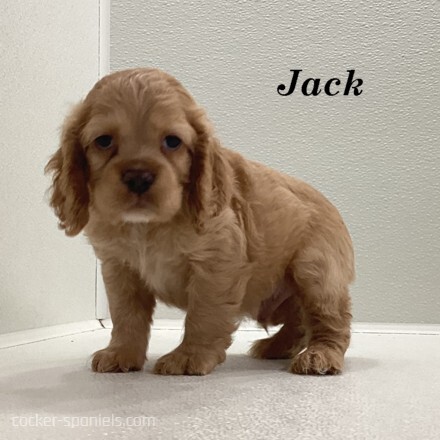 puppy, for, sale, Cocker Spaniel, Joe & Cherri  Overlease, dog, breeder, Miller, MO, dog-breeder, puppy-for-sale, forsale, nearby, find, puppyfind, locator, puppylocator, aca